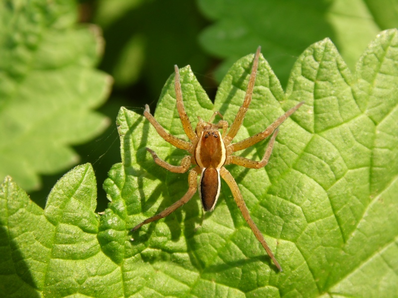 Dolomedes fimbriatus